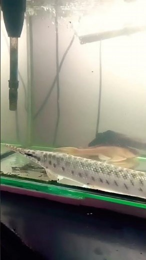 ikan aligator florida gar