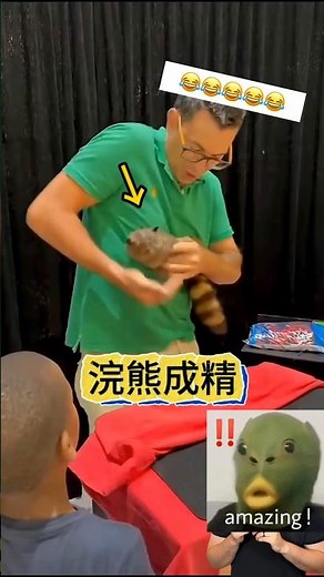 Muppet raccoon become a master?布偶浣熊成精了？#魔术教学 #动物成精#magic teaching