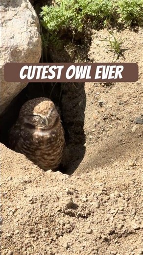 Burrowing Owl