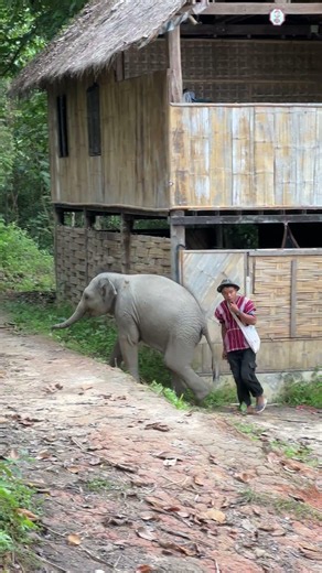 Curious Baby elephant follows his caretaker everywhere and even the house. #cuyeanimals #toocute