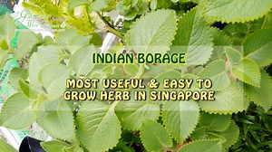 Understanding Indian Borage 🌿 as a Practical & Useful Herb! #IndianBorage is no stranger to most seasoned gardeners 👩🏻‍🌾👨🏻‍🌾 in Singapore. It is actually a medicinal herb that is very easy to grow in our climate and can help alleviate common ailments in our everyday life like sore throat 🤧 & eczema. Watch this video 📹, as Lyon, our Organic Gardening Specialist shares about the various benefits and uses of Indian Borage aka Mexican Mint. Want to read the article that Lyon wrote about Ind
