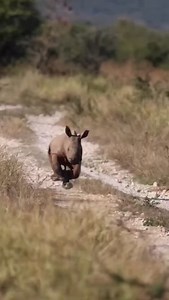237 reactions · 7 comments | This is a BABY RHINO — The Chonkiest...