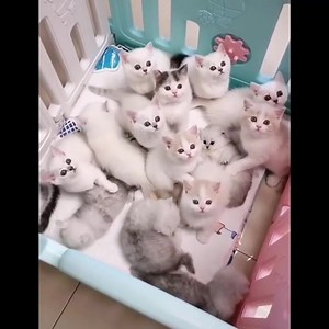 619K views · 10K reactions | Lovely cats make me smile  | Beautiful photos | Facebook