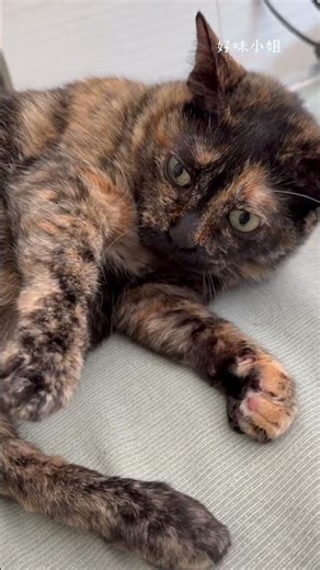 在危險的邊緣試探摸貓手手😾 #好味小姐 #cat #貓咪 #寵物 #貓咪日常