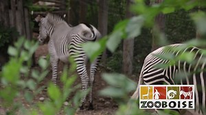 155 reactions · 11 shares | Thanks to YOU, visits to Zoo Boise have helped to raise more than 3 MILLION DOLLARS for wildlife conservation since 2007! | Zoo Boise | Facebook