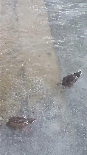 Neighborhood Animals 2001 DVD