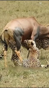 7.6K reactions · 1K shares | #viral #animalfact #reels #amazing #amazing #fact #reelsviral | Viral crazy 2.0 | Facebook