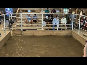 Elkhart Horse Auctions is live! Horse sale live bidding’s