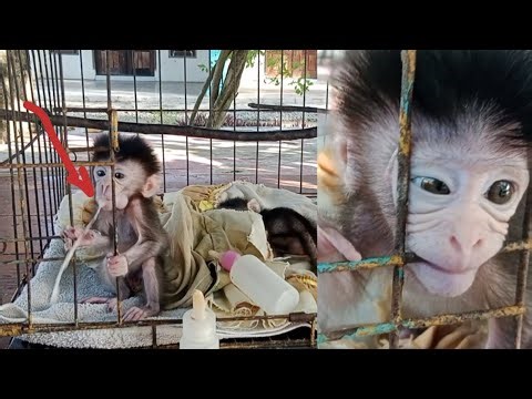 The baby monkey feels nauseous and vomits quite a lot, becoming weak and leaning on the basket.