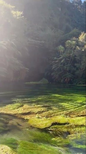 Exploring Blue Spring, New Zealand, INTRO Travel from Anya H. 🇳🇿