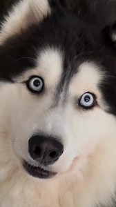 1.3K views · 221 reactions | 若若若 Cre: camphusky | Husky Overload | Facebook