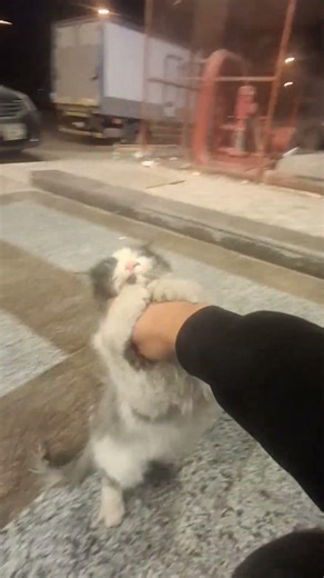 fighting mode 💪 #viralvideo #cat #nature #catfighting #love #animals #animalshorts #ai #riyadh