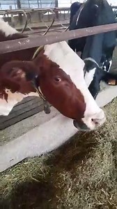 6.5K views · 109 reactions | Have you ever wanted to visit a dairy...