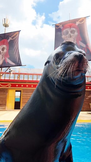 Ven a conocer más sobre los Lobos Marinos en Bucaneros y Lobos de Mar. Y de los esfuerzos en conjunto con Sal Sol para su cuidado y conservación | Bioparque Estrella México