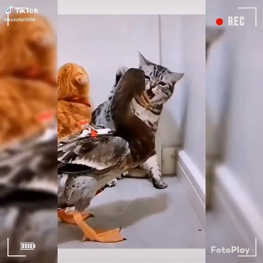 Котофей on TikTok