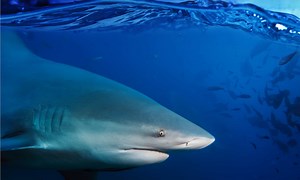 Scientists Confirm Sharks Travel More than 1,000 Miles up the Mississippi River