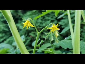 How to Pollinate Tomato Plants