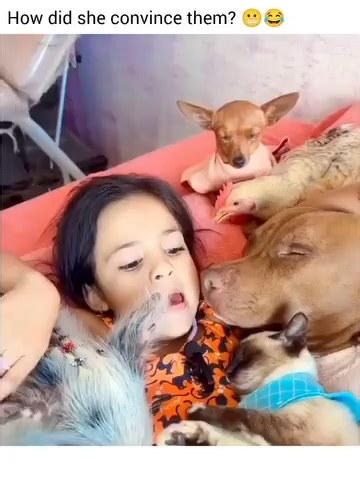 How did she convince them to stay that calm 😭 Snow White had skills. #fyp #foryou #viral #disney #snowwhite #princess #fairytale #movieclip #cinema #nostalgia #relatable #funny #calm #chaos #animals #dog #chick #chicken #cat #pig #fy #fypシ