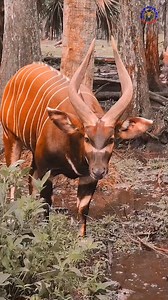 777K views · 10K reactions | The Mountain Bongo is a large, strikingly beautiful and rare forest antelope found only in the mountainous forests of central Kenya. #mountainbongo #antelop #wildlife #viralpage #trendingreel #naturelovers #viralreels #animals #hindifacts #knowanytime | Know Anytime | Facebook