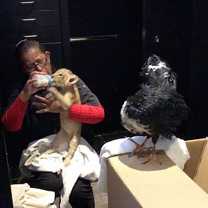 114K views · 8.3K reactions | 3 Super Endangered Species: The Horned Guan, The Lion and a Real Human Being... 3 especies en peligro de extinción: El Pavon Cornudo, El León y un Ser Humano verdadero... #HornedGuan #HornedGuanBJWT #SaveLions #BeHuman #BJWTconservation #BJWTbirds #blackjaguarwhitetiger | The Black Jaguar-White Tiger Foundation | Facebook