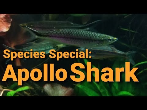 Species Special: Apollo Shark