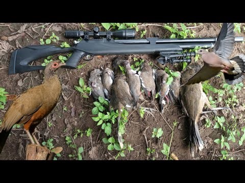 Dove hunting 🕊️|| white-winged dove and chachalacas 🫡🌄|| excellent hunt