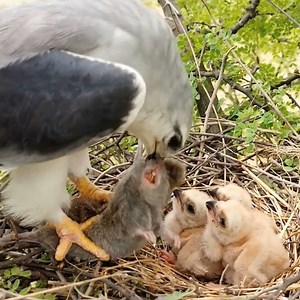 775K views · 14K reactions | Ep#69 - Review bird nest family daily life in their nest | Review mother birds bring food to feed her chicks in the nest!! #reviewbirdnest #birdslover #naturelovers #birdsounds #birdschirping #birdsofinstagram #birdlife #birds #birdswatching #birdsnest #wildbirdsphotography #birdsforest | Bird Plus Nature | Facebook