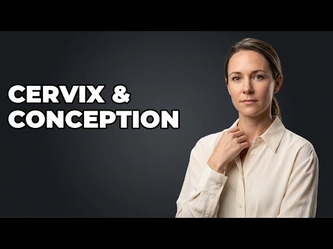 What Is The Cervix's Role In Conception?