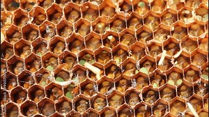 Wax moth multiplies rapidly. Its larvae eat the wax, pollen, bee-bread and honey.