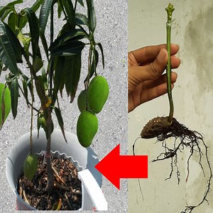 494K views · 1.7K reactions | Mango Grafting With Root | TreeMentor | Facebook