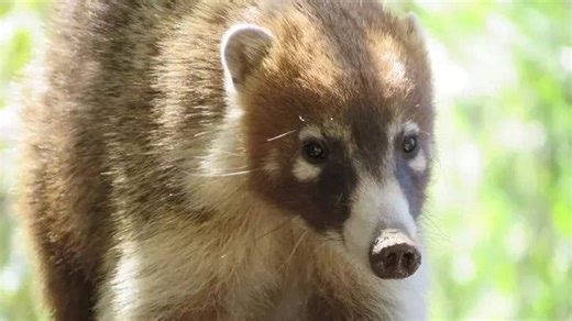 Watch: Coati mothers, babies scurry across road in Arizona park