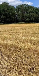 522K views · 5K reactions | CASE IH STEIGER 535 #caseih #caseihsteiger #steiger535 #casesteiger #caseihagriculture #caseihaxialflow #fyp #tractors #agriculture #agricultur | Lisa H | Facebook