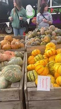 This Farm Has Every Pumpkin Shape You Can Imagine!