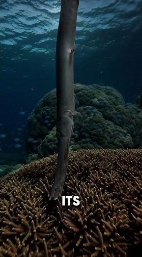 This Strange Fish Hunts Like a Silent Arrow! #facts #marinelife #wildlife #animals #nature