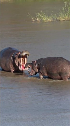 Epic battle between two hippos
