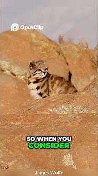 Andean Mountain Cat: The Endangered Feline You Need to Know About