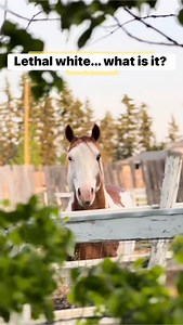 13K views · 344 reactions | Lethal White Overo - what is it? #meriklewaters #lethalwhite #painthorse #educational #educationalcontent #horsebreeding #fblifestyle #InformedDecisions #equine #animallover | Merikle Waters Paints & Quarters | Facebook