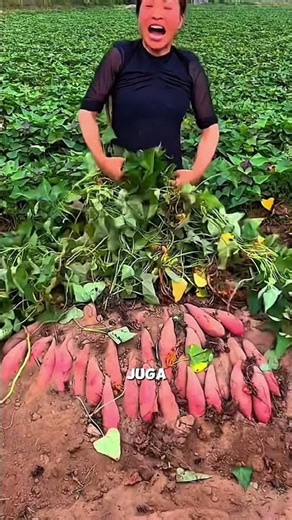 Here's How to Plant Sweet Potatoes Correctly #agriculture #sweetpotato #gardeningtips #gardening ...