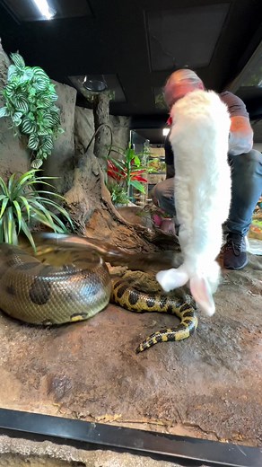 Feeding My Green Anaconda: Epic Meal Time