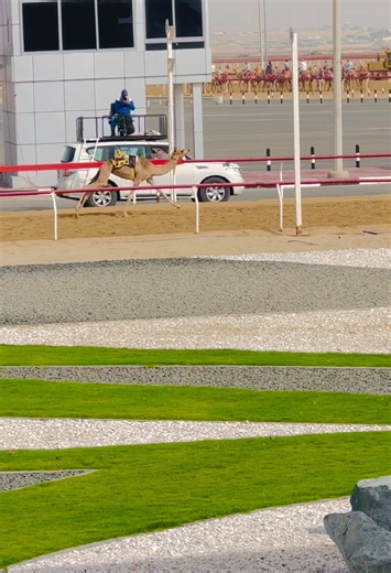 Exploring the UAE Camels: Culture and Fun Facts