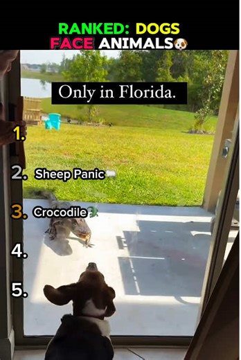 Ranked: Dogs vs Animals in Funny Moments