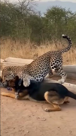 pastor aleman vs leopardo . #shortsviral #animalessalvajes