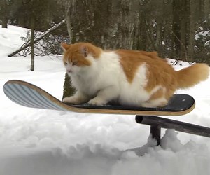 This Cat Snowskating Video Is The Best Thing You'll Watch Today