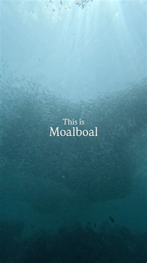 Moalboal is a diver’s paradise — home to the mesmerizing sardine run, vibrant coral reefs, huge turtles, and the occasional whale shark sighting. 🐢✨ Whether you’re gliding past walls of sardines or relaxing with a sea turtle by your side, every dive feels like magic. Explore Moalboal, Oslob, Malapascua, and the best of the Visayas on a liveaboard in the Philippines — adventure awaits beneath the surface! #MoalboalDiving #Moalboal #SardineRun #PhilippinesDiving #DivePhilippines #ScubaLife #Livea