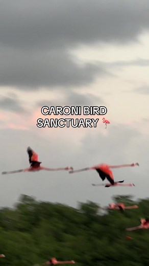 Explore the Caroni Bird Sanctuary Adventures