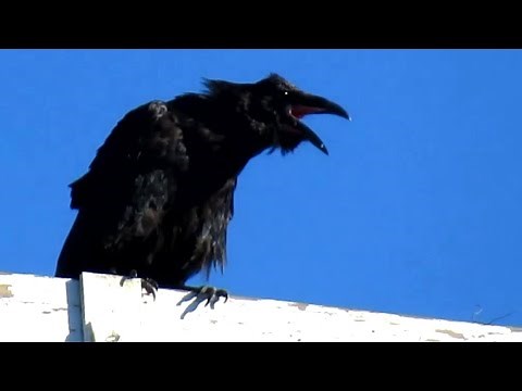 Raven Screaming Loud