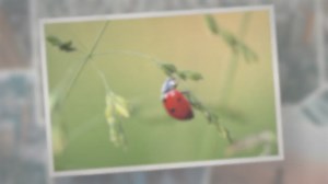 Do Ladybugs Eat Aphids?