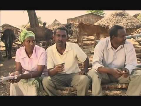 Livestock fattening innovation in Ethiopia - the Metema story