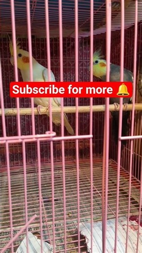 cocktail breeding pair 🦜🥰!! #shortsfeed #shorts #shortvideo #viral #cockatielscraze #birds