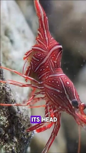 9 Weird Animal Facts You Won’t Believe Exist! 🐄